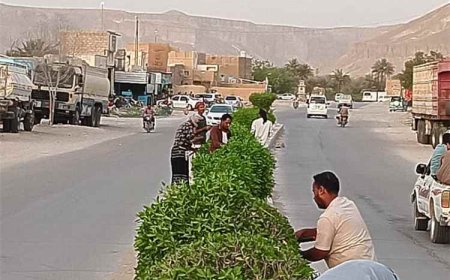 وحدة النظافة والتحسين بمديرية القطن تنفذ حملة تقليم الأشجار في الشوارع العامة