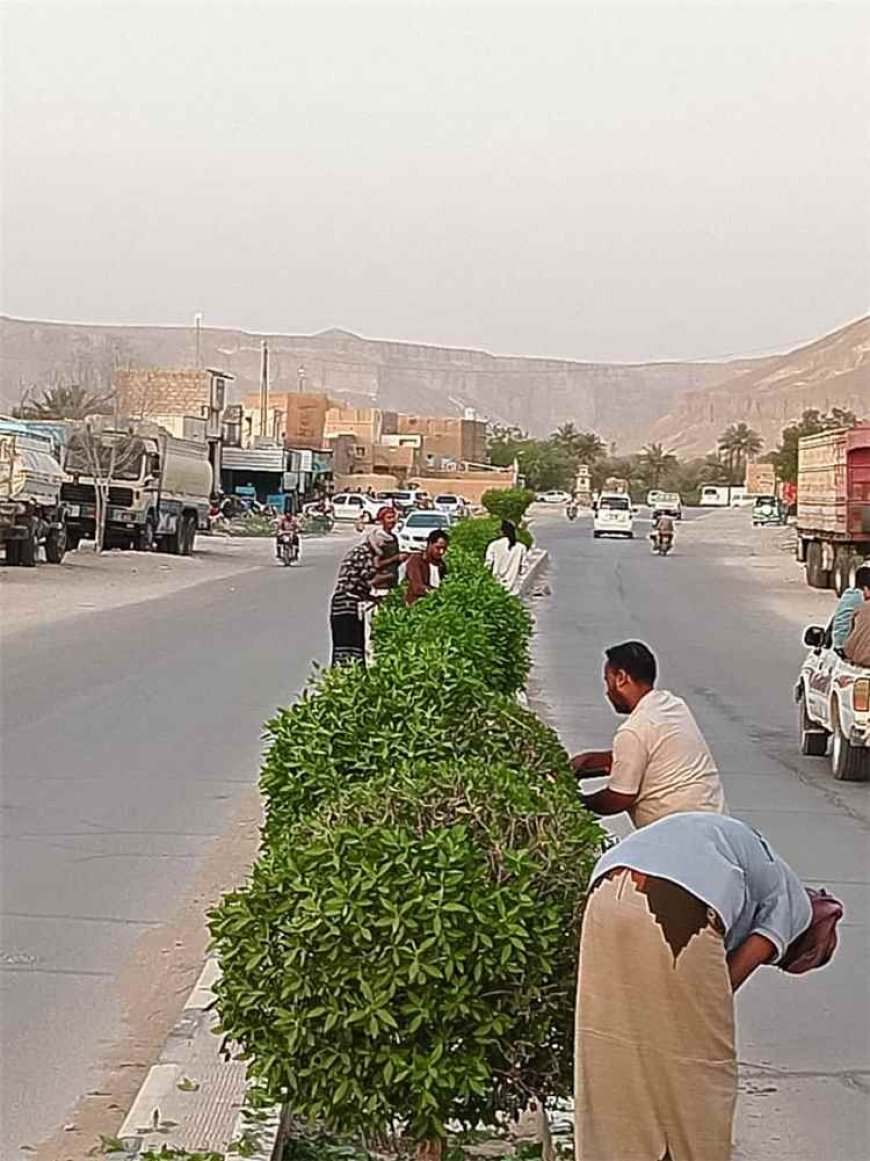 وحدة النظافة والتحسين بمديرية القطن تنفذ حملة تقليم الأشجار في الشوارع العامة